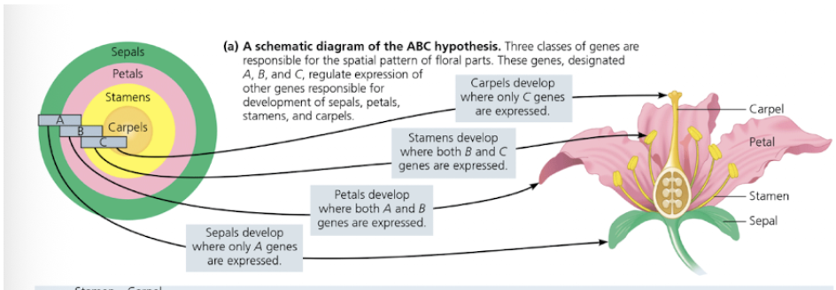 <p>A, B, C regulate expression of other genes responsible for sepals, petals, stamens, and carpals</p>