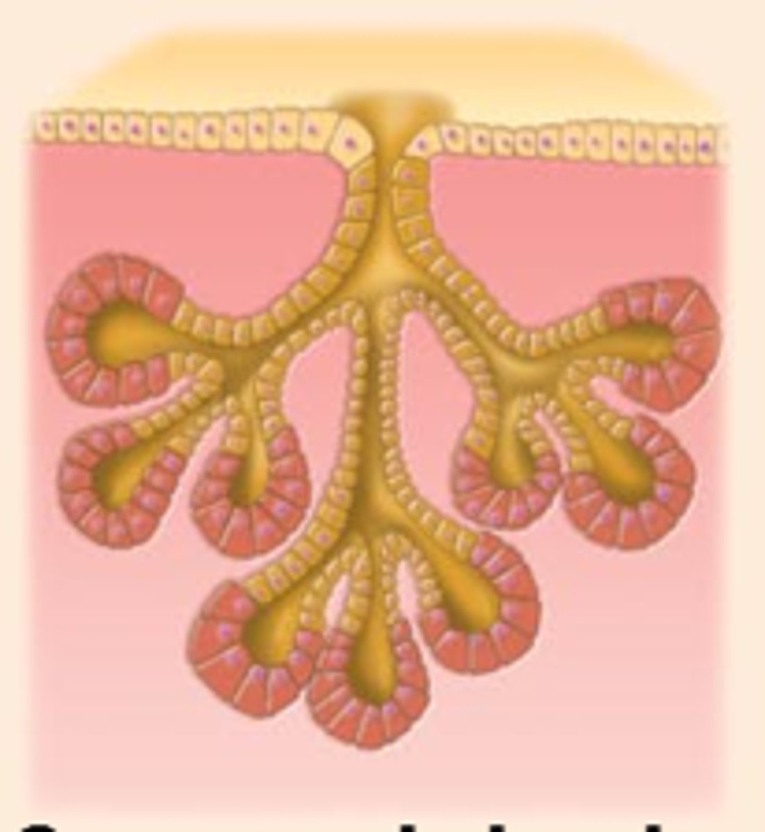 <p>Example: mammary glands</p>