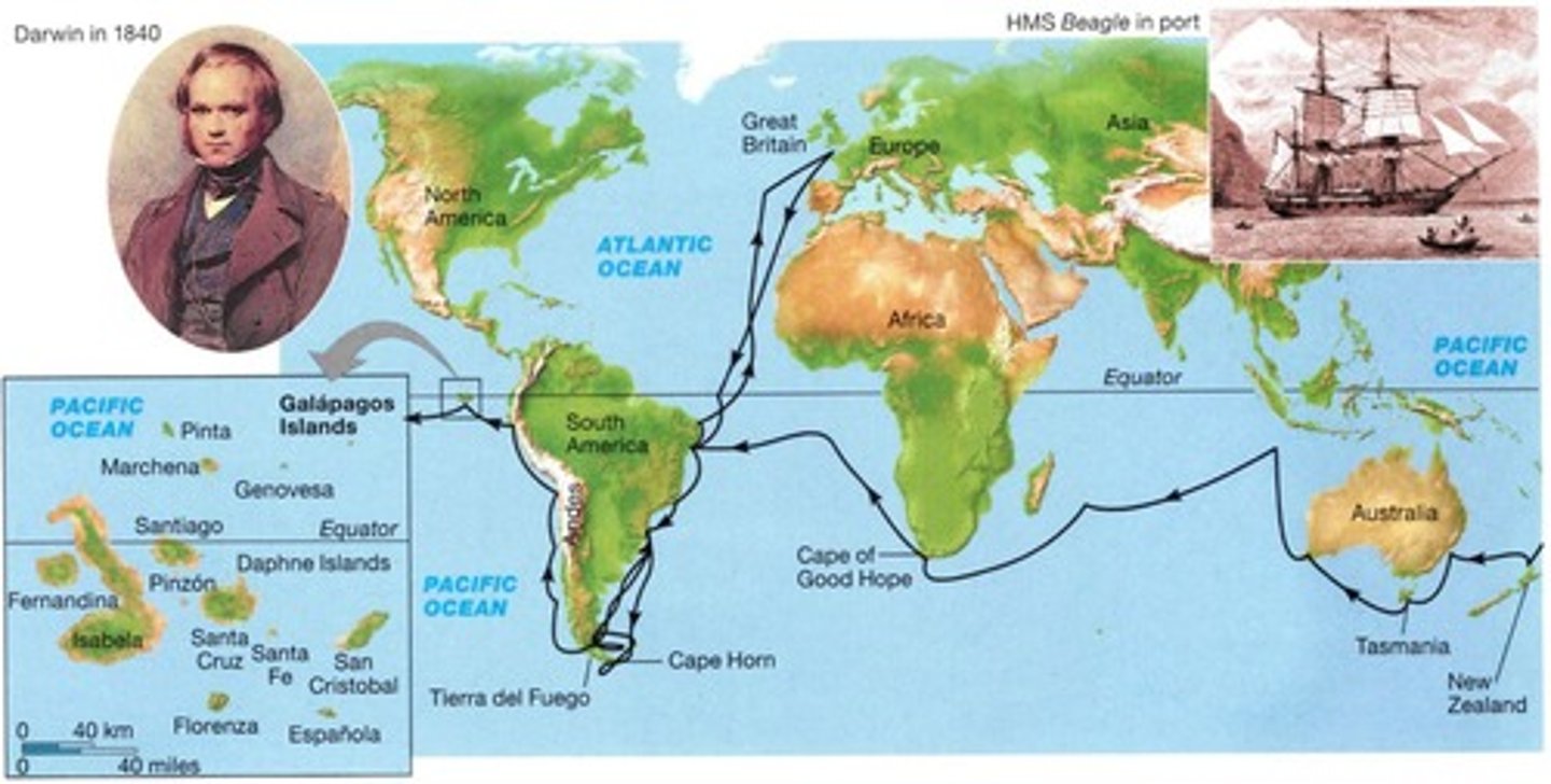 <p>Evolution through descent from common ancestors.</p>