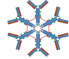 <p>Which immunoglobulin is this?</p>