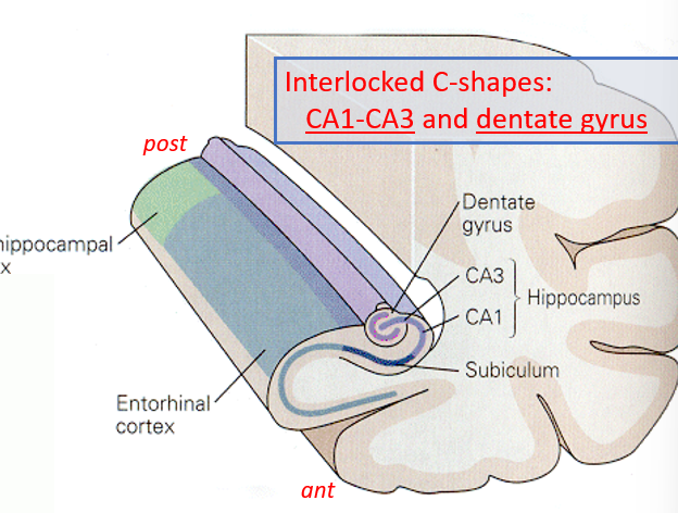 <p>parahippocampal (on posterior edge) and entorhinal cortex (anterior), subiculum, CA1-CA3, dentate gyrus</p>