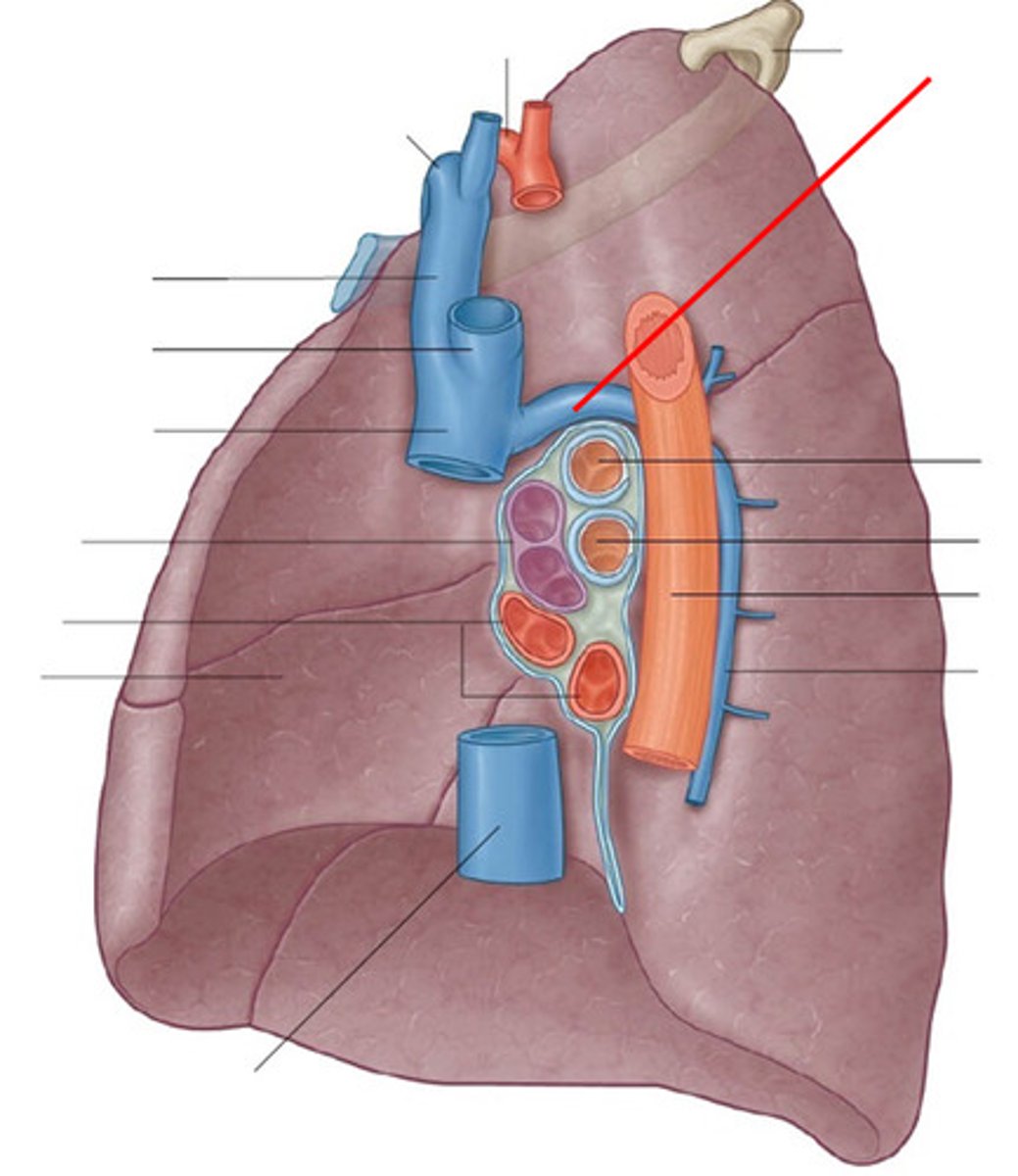 <p>Vein arching over the right main bronchus.</p>