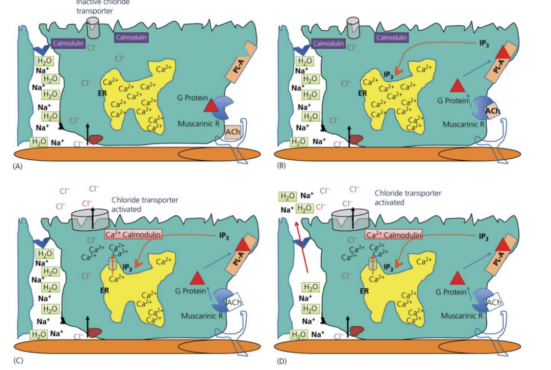 <ol><li><p>Digesta enters → Stretch</p></li><li><p>Stimulates acetylcholine release</p></li><li><p>ACh activates G-protein coupled receptor</p></li><li><p>G-protein released → activates PL-A enzyme</p></li><li><p>PL-A releases IP3</p></li><li><p>IP3 stimulates endoplasmic reticulum to release Ca ions</p></li><li><p>Ca interacts with calmodulin </p></li><li><p>Calmodulin activates chloride transporter </p></li><li><p>Cl out of cell</p></li><li><p>Na follows, water follows</p></li></ol><p></p>