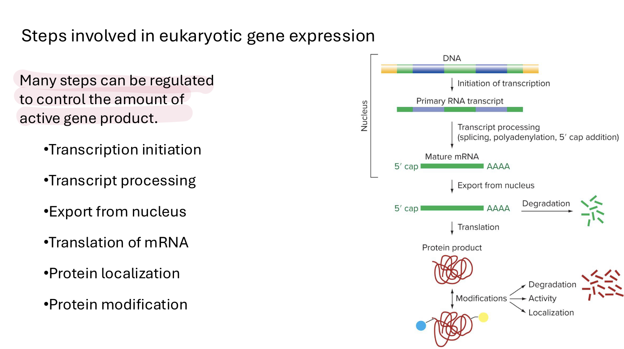 <p>their control of transcription</p><ul><li><p>many steps can be regulated to control the amount of active gene product in eukaryotes as opposed to prokaryotes</p></li></ul><p></p>