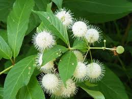<p>Multi-stem, shrubby, bush</p><p>Location: bottomlands, typically on the water </p><p>Bark: young-thin and smooth older- scaley and fissured</p><p>leaf: simple, opposite or whorled, margin entire</p>