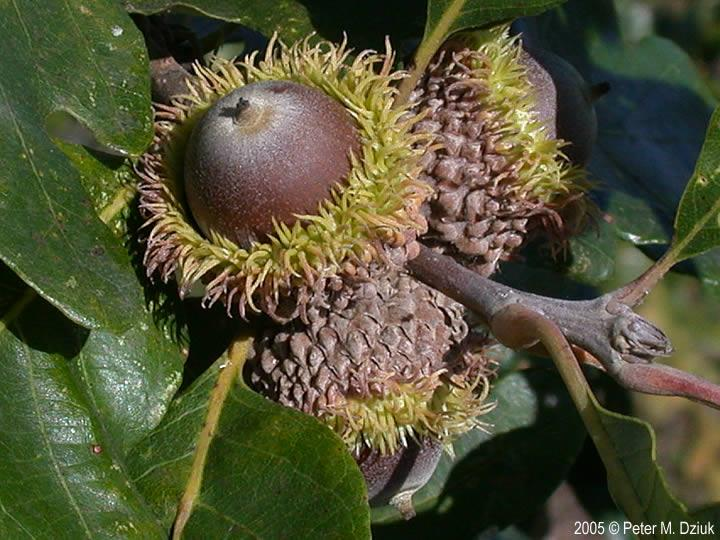 <p><em>Quercus macrocarpa</em></p>