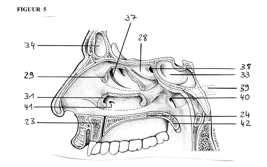 <p>buis van eustachius</p>