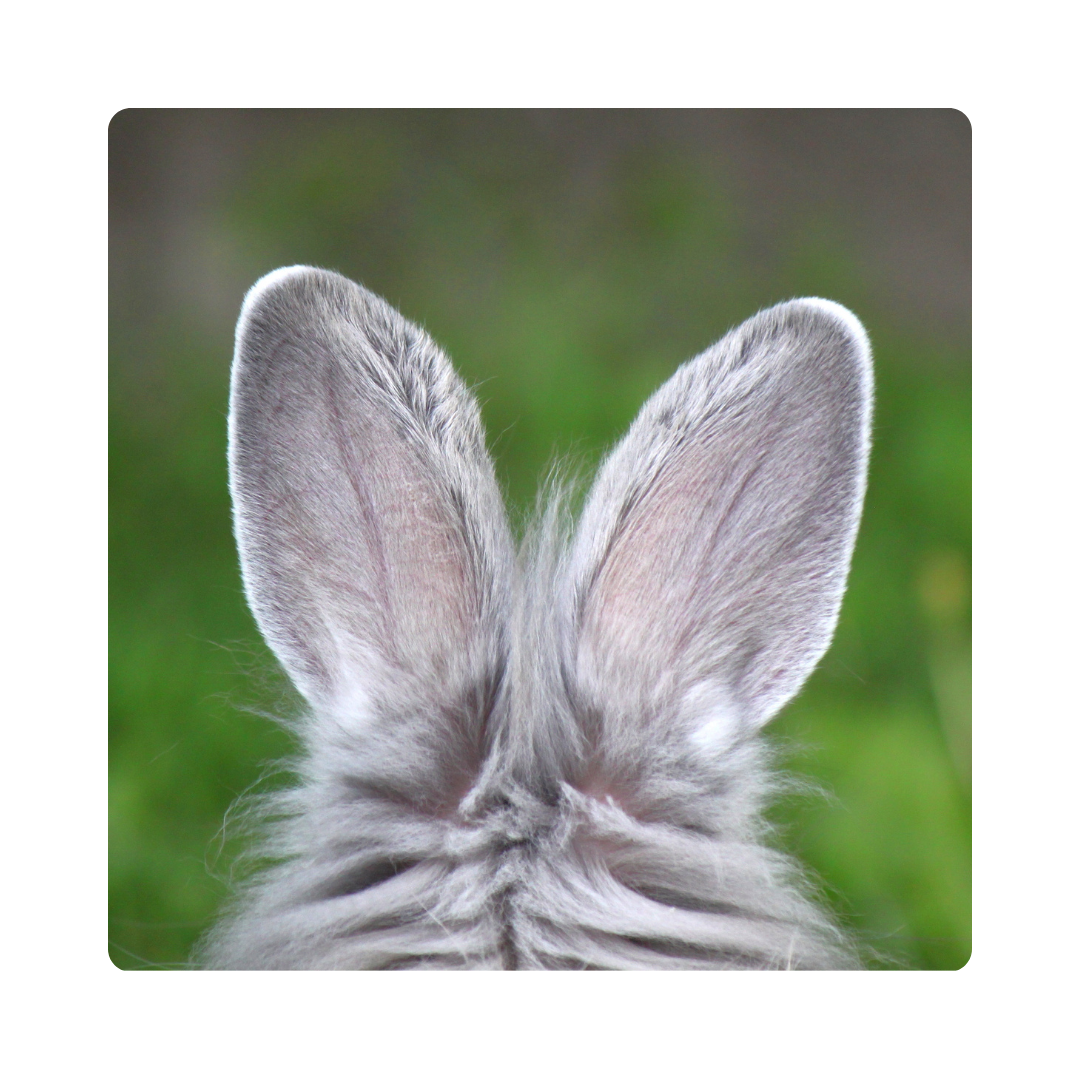 <p><span>Dogs have floppy </span><strong>ears</strong><span> that help them hear sounds better.</span></p><p><span>An elephant has large<strong> ears</strong> that help regulate its body temperature. </span></p>