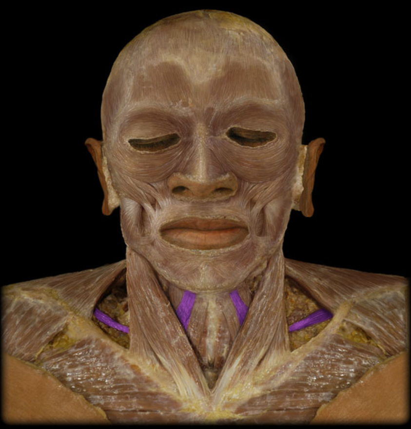 <ul><li><p>Action: Depression of hyoid bone</p></li><li><p>Origin: Scapula (superior border)</p></li><li><p>Insertion: Hyoid bone</p></li><li><p>Innervation: Ventral rami of C1-3 spinal nerves (ansa cervicalis)</p></li></ul><p></p>