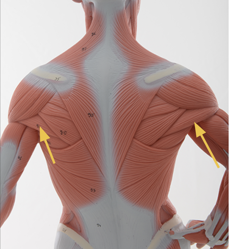 <p>teres minor m.</p><p>O: <span>posterolateral scapula</span><br><br>I: Greater tubercle of humerus <br><br>A: Laterally rotates arm (shoulder) <br><br>Inn: Axillary n.</p>