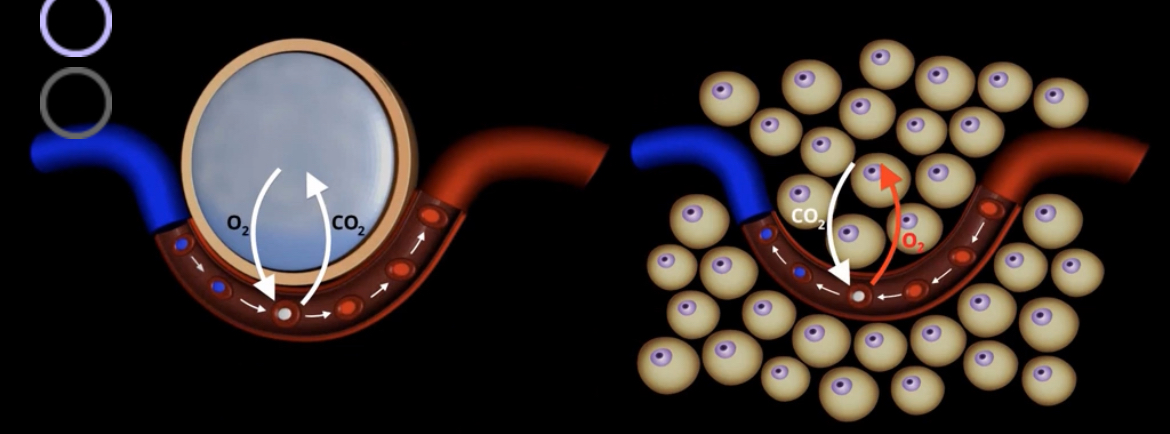 <p>CO2 is going into the blood and O2 is going into the body/tissue</p>