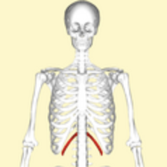 <p>Which ribs are the ones in red</p>