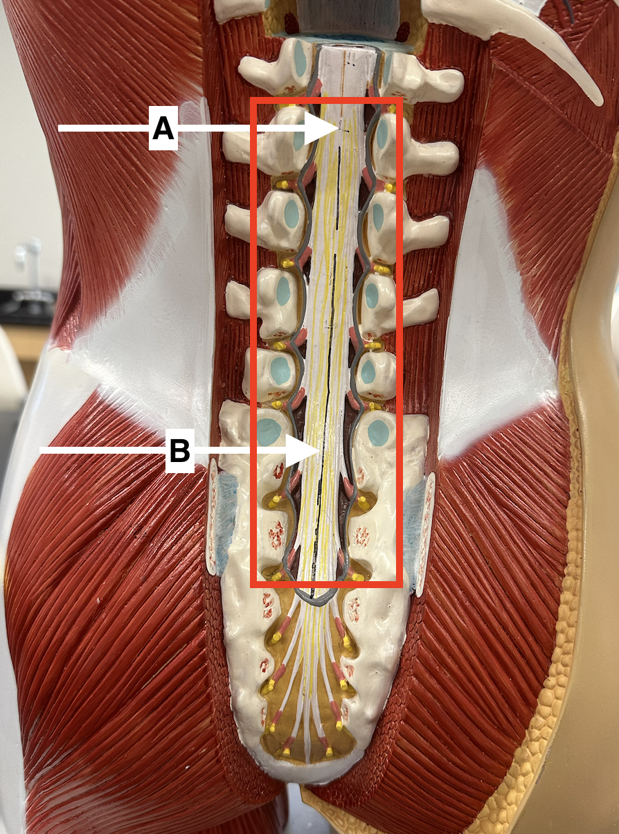 <p>Name point B.</p>