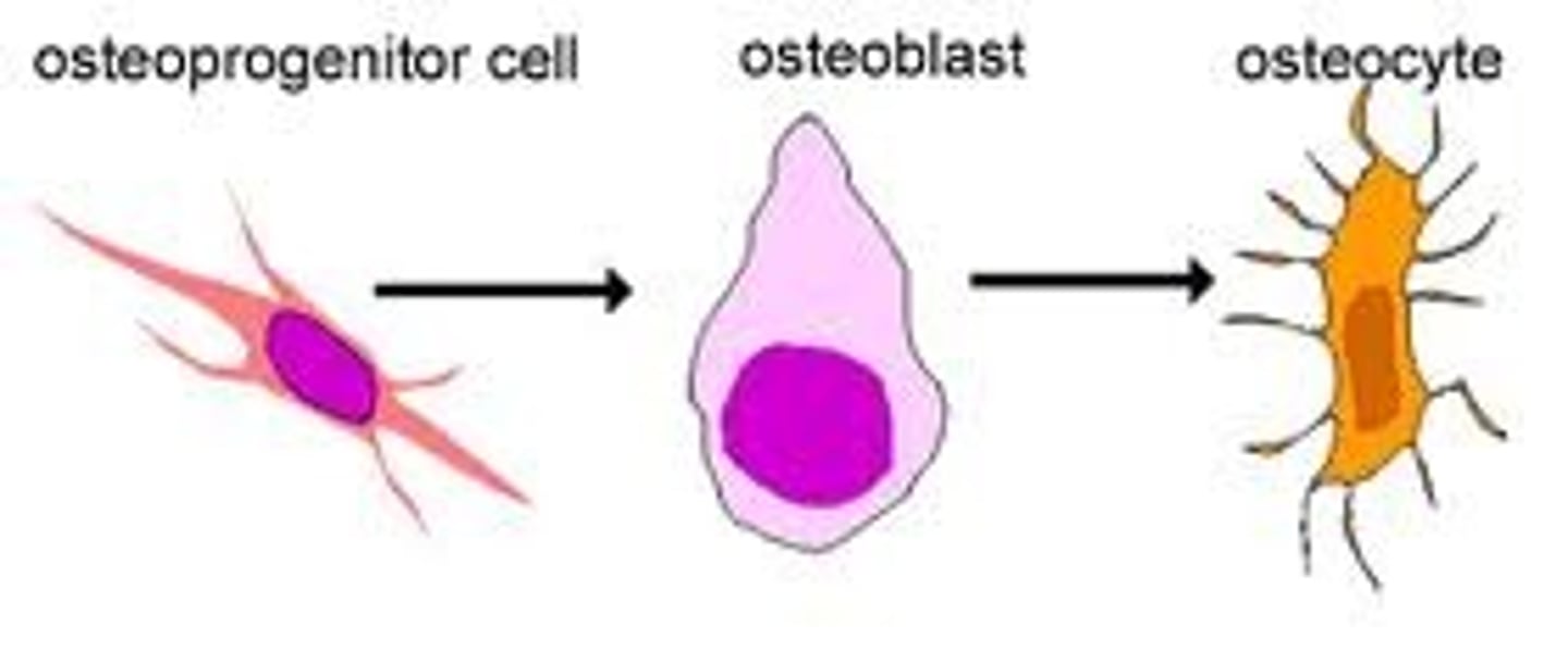 <p>stem cells that differentiate into osteoblasts</p>