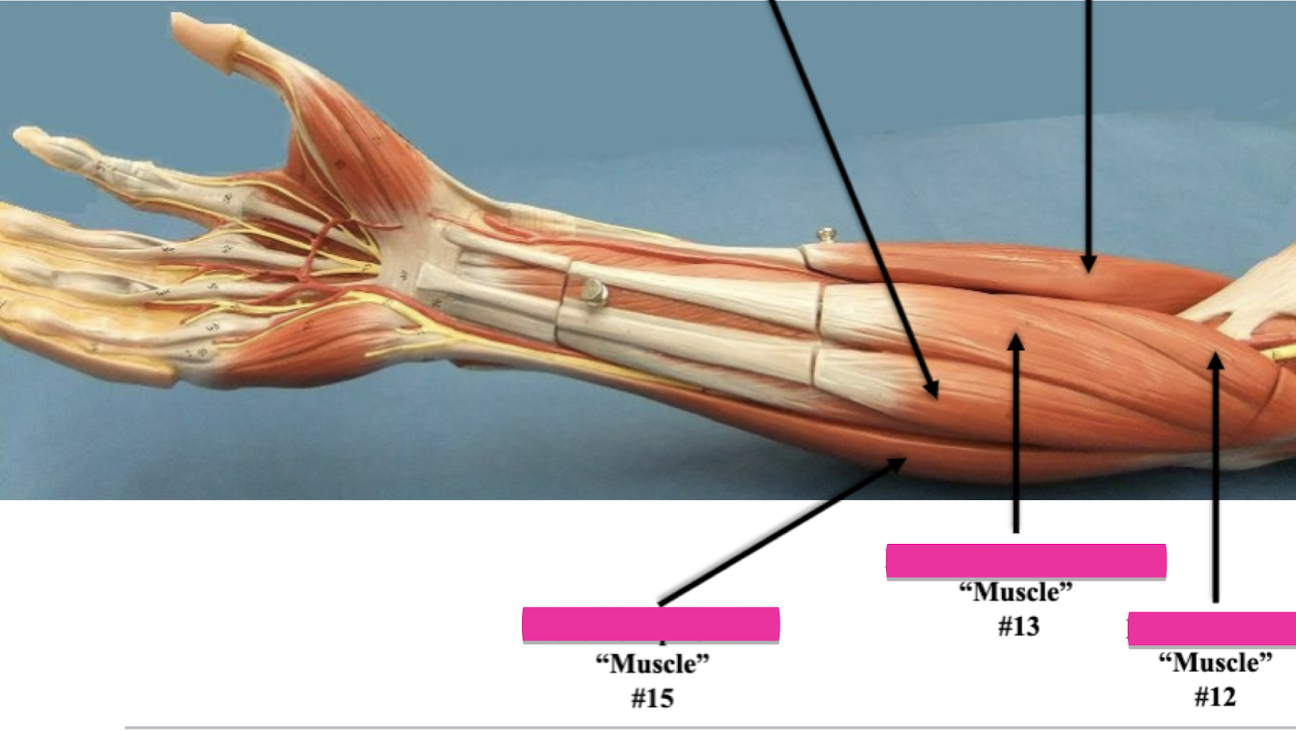 <p>Label muscle #15 </p>