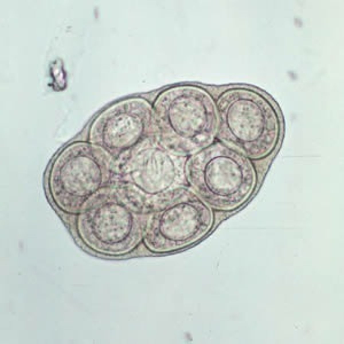 <p>egg</p>