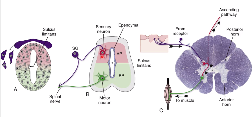<ul><li><p>Migration to form grey matter</p></li><li><p>Migration to form white matter</p></li><li><p>Posterior part develops sensory neurones</p></li><li><p>Anterior part develops motor neurones</p></li><li><p>pseudostratified layer of cells remains called the ependyma</p></li></ul>