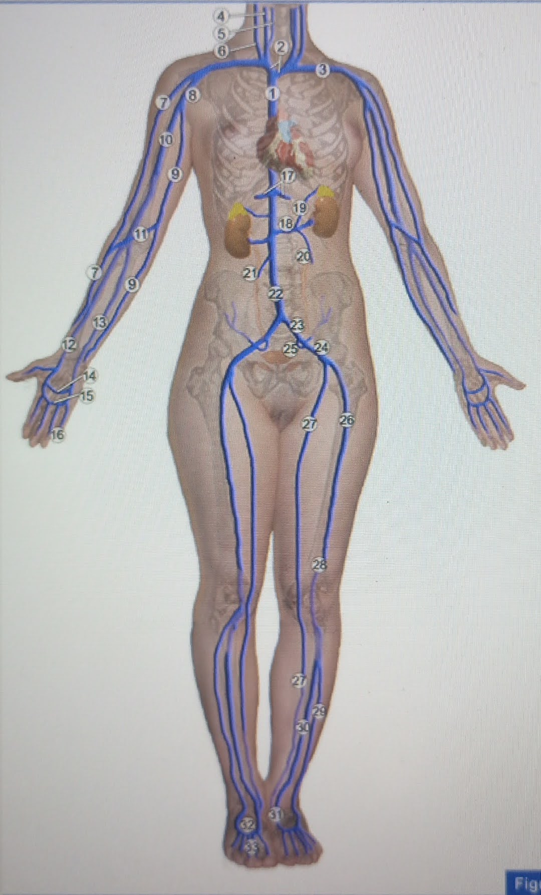  inferior vena cava