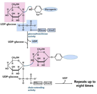 <ul><li><p><span style="color: rgb(0, 0, 0);">Catalyzed by <strong>glycogenin</strong></span></p><ul><li><p><span style="color: rgb(0, 0, 0);">A. Responsible for synthesis of nascent (i.e., brand new) glycogen molecules</span></p></li><li><p><span style="color: rgb(0, 0, 0);">B. Hydrolyzes UDPG to produce UDP &amp; glucose bound directly to enzyme</span></p></li><li><p><span style="color: rgb(0, 0, 0);">C. Hydrolyzes next UDPG to produce UDP &amp; 2nd glucose bound to 1st</span><span style="color: rgb(0, 0, 0);"><br></span><span style="color: rgb(0, 0, 0);">glucosyl residue via alpha(1→4) glycosidic bond</span></p></li><li><p><span style="color: rgb(0, 0, 0);">D. Repeats this reaction until a chain of 7 – 9 glucosyl residues is made; it then passes chain off to next enzyme</span><span style="color: rgb(0, 0, 0);"><br></span></p><p><br></p></li></ul></li></ul><p></p>
