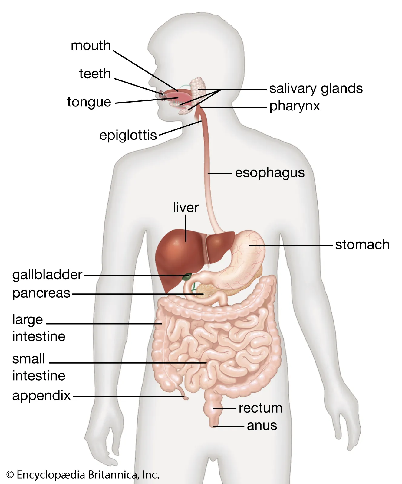 <p>tube that runs from mouth to anus</p><p>-food passes through the organs: </p><ul><li><p>mouth </p></li><li><p>pharynx (throat?)</p></li><li><p>esophagus </p></li><li><p>stomach </p></li><li><p>small intestine</p></li><li><p>large intestine</p></li><li><p>rectum </p></li><li><p>anus </p></li></ul>