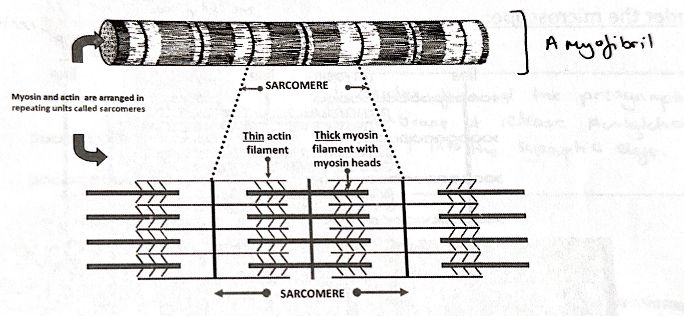 A myofibril is arranged into units called sarcomeres which contain strands of protein myofilaments, myosin and actin.

Z lines separate sarcomeres and actin myofilaments attach to.

I band consists of actin (no overlap), shows lighter.

A band is where actin and myosin overlap, shows darker.

H zone consists of only myosin, shows lighter.

M line is centre of H zone where myosin attaches.
