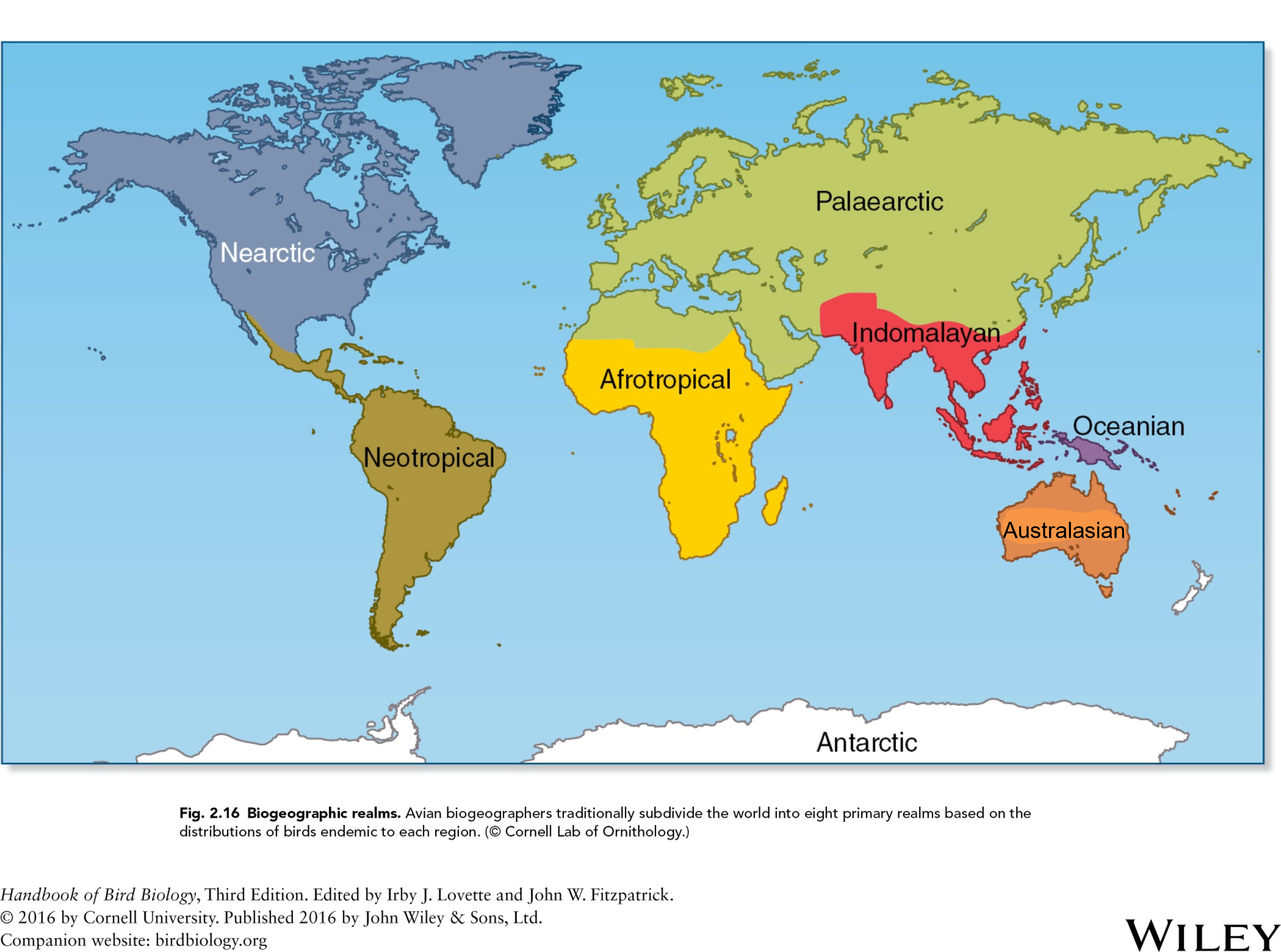 <p>traditionally subdivide the world into eight primary realms based on the distribution of birds endemic to each region </p>