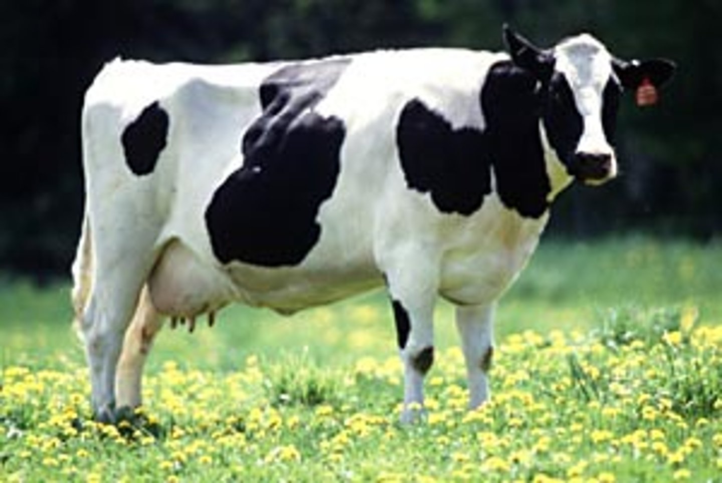 <p>~Originated in the Netherlands<br>~Dominant breed of dairy cattle<br>~Black and white color pattern (red and white exist)<br>~Average lactation 305 days of 20,121 lbs. of milk</p>