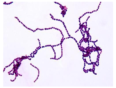 <p>diverse group of organisms</p><p>may different streptococci may normally colonize mucosal membranes</p><ul><li><p>predominant component of respiratory, GI and genital tract</p></li><li><p>many of low virulence</p></li><li><p>however may also invade normally sterile body sites, causing significant disease</p></li></ul><p></p>