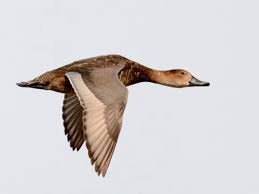 <p>Aythya americana</p>