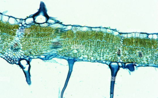 <ul><li><p>these can be one or a few cells long, define as appendages or extensions of epidermal cells </p></li><li><p>prevent other animals from eating the plants, keep the plant warm, attract other organisms </p></li></ul><p></p>