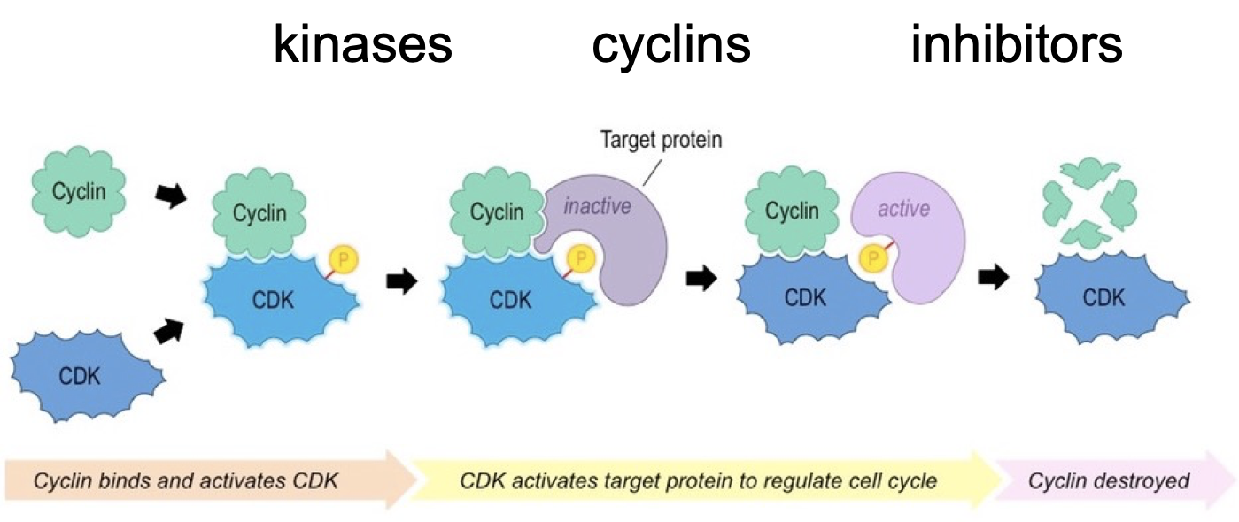 <p>Proteins involved in checkpoints and regulating phases</p><ul><li><p>Kinases: cyclin-dependent kinases (cdks)&nbsp;</p><ul><li><p>cell cycle specific</p></li><li><p>specific cyclins for each cycle</p></li><li><p>specific ones for each cycle</p></li><li><p>Active kinases phosphorylates substrates, which in turn allows the cell to go through different stages of cell cycle</p></li></ul></li><li><p>There are multiple cdks for each cell cycle transition - multiple substrates known</p></li><li><p>Cyclins bind CDK to activate</p></li></ul><p></p>