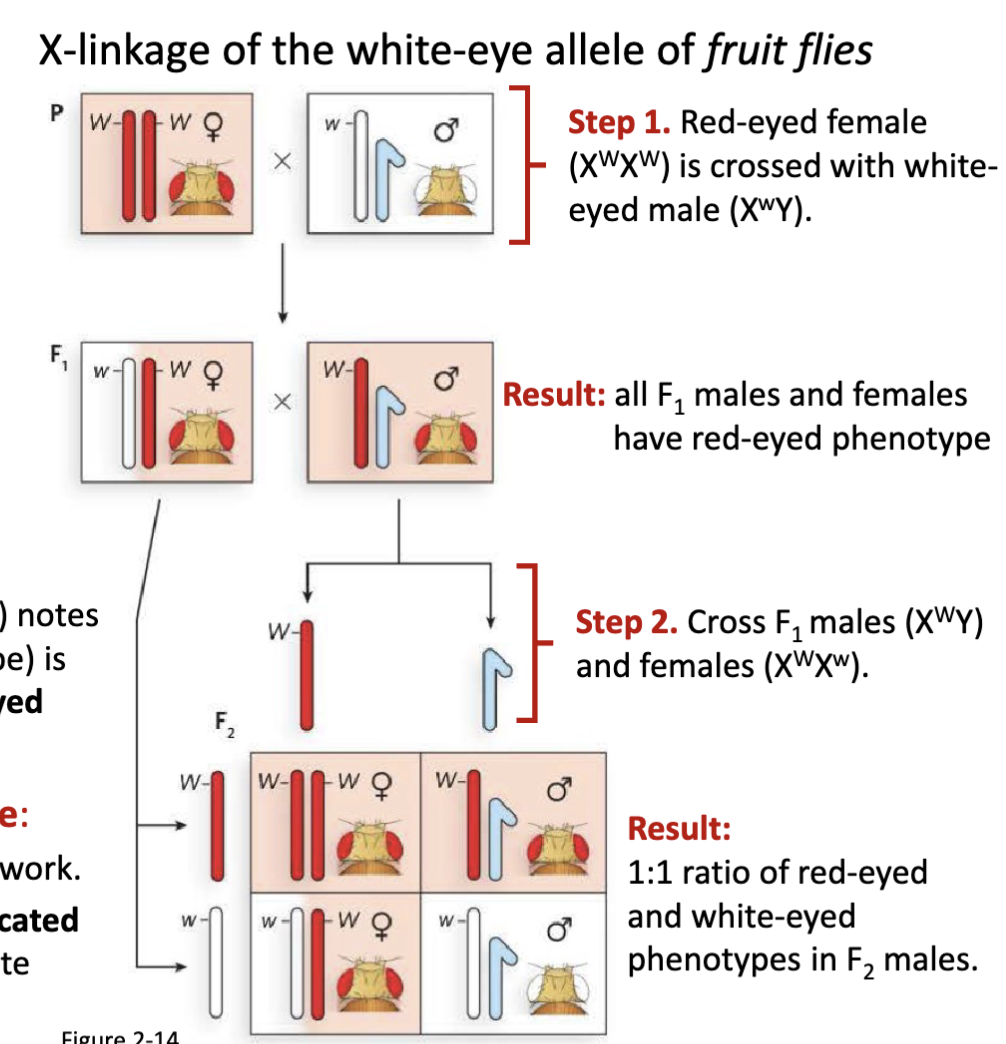 <p><span>Step 1. Red-eyed female (XWXW) is crossed with white-</span><br><span>eyed male (XwY)</span></p><p><span>Result: all F1 males and females have red-eyed phenotype</span></p><p><span>Step 2. Cross F1 males (XWY) and females (XWXw)</span></p><p><span>Result:&nbsp;1:1 ratio of red-eyed and white-eyed phenotypes in F2 males</span></p><p><span>&nbsp;</span>fruit flies were cheap to maintain</p><p>*W for red w for white</p><p>1:1 ratio in F2 is only applicable to the males not females</p><p>first proof for chromosome theory of inheritance</p>