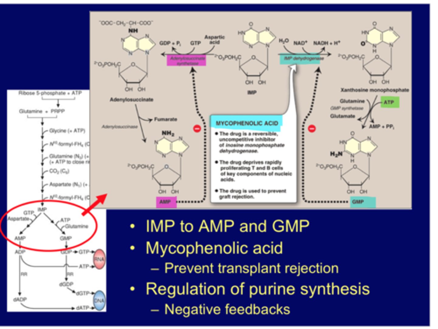 <p>IMP to AMP and GMP<br>-uses adenylosuccinate synthase and IMP dehydrogenase respectively<br>-inhibited by AMP and GMP respectively (neg. feedback)<br><br>drug mycophenolic acid also inhibits (reversible, non-comp)<br>-inhibits guanine pathway only and immune system, used to prevent transplant rejection<br>-when inhibit nucleotide pathway, any proliferation cell is impacted (stem cells, bone marrow, immune cells-T and B)<br>-if give inhibitor you suppress the immune system and other recycling system (skin, hair, GI side effects)<br>-main place is to stop cancer</p>