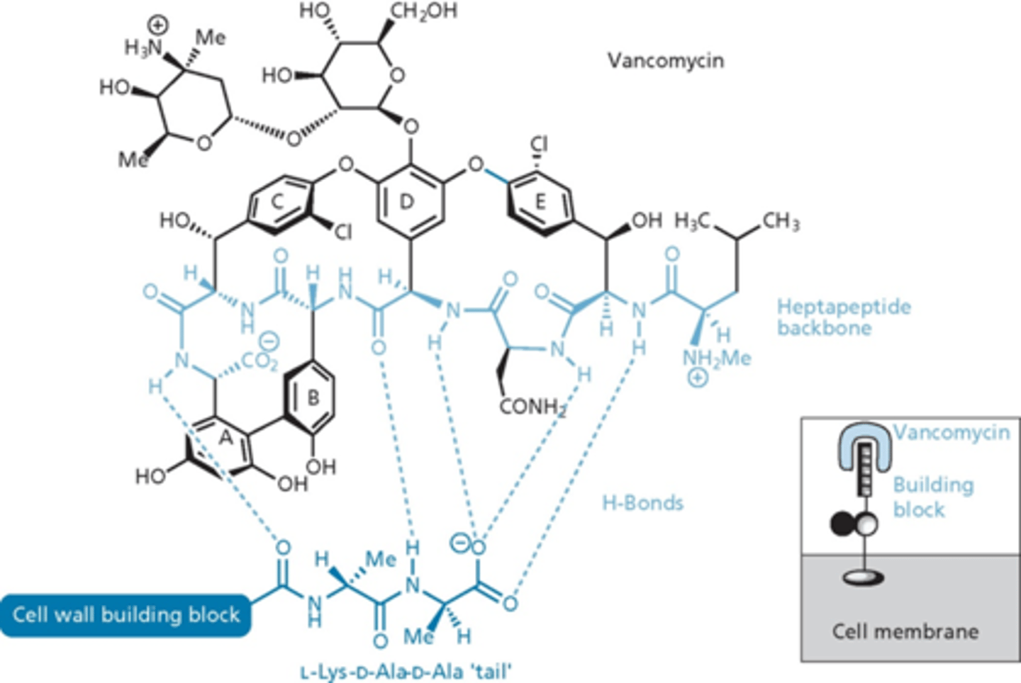 <p>- derived from a heptapeptide with 5 aromatic residues</p><p>- undergo oxidative coupling to produce 3 cyclic moieties</p><p>- chlorination, hydroxylation and addition of 2 sugar units</p><p>- cyclizations form rigid unit</p><p>- substituents on A,B,C,E important for rigidity (rigid because of cyclic structure)</p><p>- hydrogen bonding</p><p>- inserts itself into the unit and makes it so the PBPs cannot do anything (hides the substrates) - stops cell wall</p>