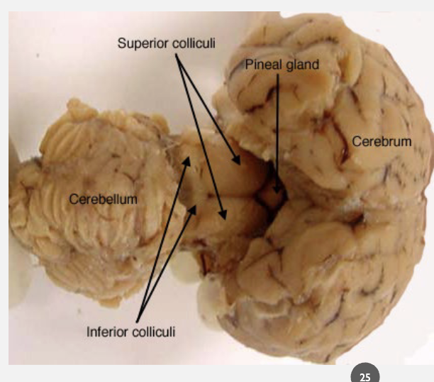 <p>visual information processing specifically gaze information </p>