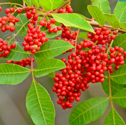 <p>Anacadiaceae</p>