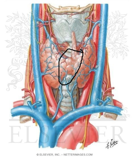 <p>region connecting lobes of the thyroid gland</p>
