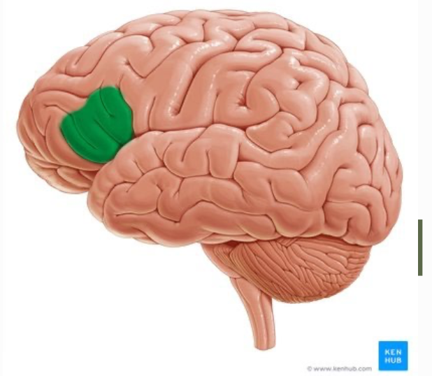 <p>Function of Broca’s Area </p>