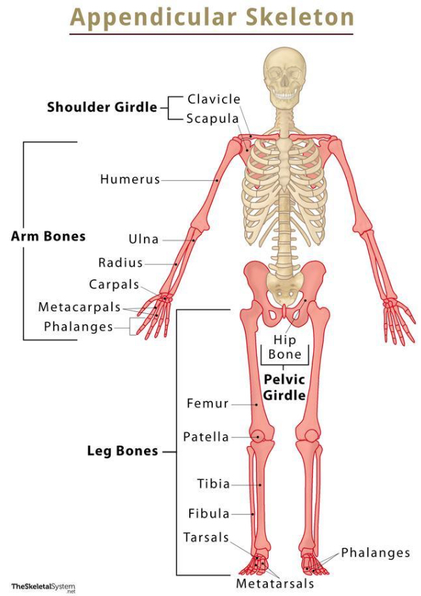 <p>appendicular skeleton</p>