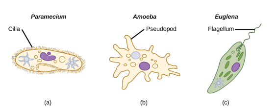 <ul><li><p><span style="color: yellow">have one or more flagella, which they rotate or whip</span></p></li><li><p><span style="color: blue">Others are covered in rows or tufts of tiny cilia that they beat in a coordinated manner to swim</span></p></li><li><p><span style="color: red">others form cytoplasmic extensions called pseudopodia anywhere on the cell, anchor the pseudopodia to a substrate, and pull themselves forward.</span></p></li><li><p><span style="color: purple">Some protists can move toward or away from a stimulus, a movement referred to as taxis.</span></p></li></ul>