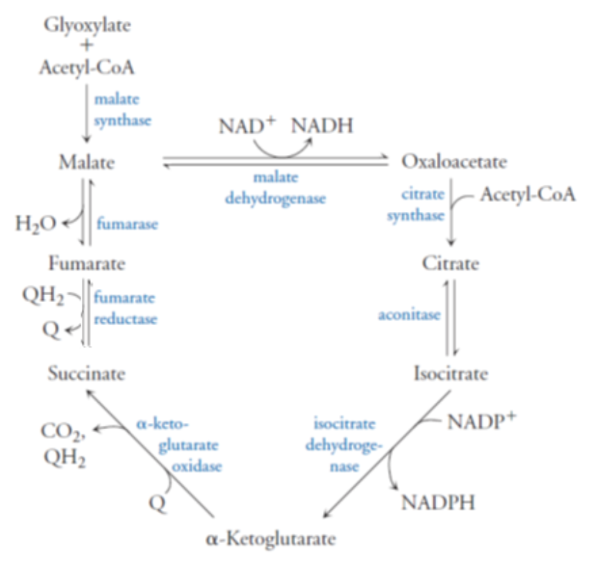 <p>Helicobacter pylori is a bacterium that colonizes the upper gastrointestinal tract in humans, causing chronic gastritis, ulcers, and possibly gastric cancer. Knowledge of the metabolism of this organism will be helpful in the development of effective drug therapies to treat these diseases. H. pylori uses an alternate citric acid “cycle” to produce biosynthetic intermediates instead of metabolic energy (below).</p><p>a) What enzymes might serve to regulate the citric acid cycle in H. pylori? Explain your choice(s).</p>