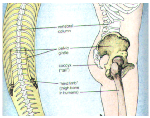 tail bone, wisdom teeth, and appendix are parts of the body our bodies don't use.