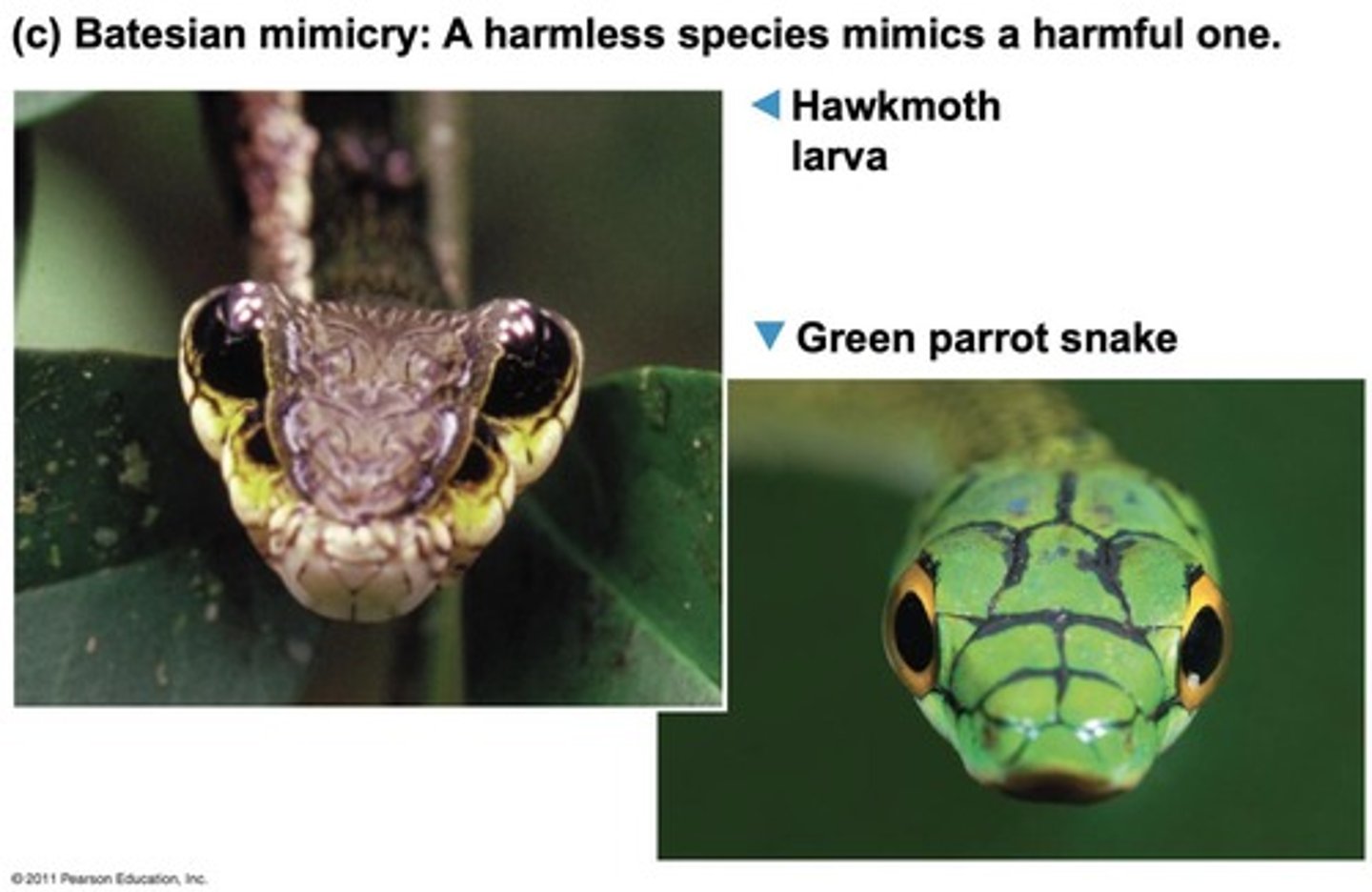 <p>A palatable or harmless species mimics an unpalatable or harmful model.</p>