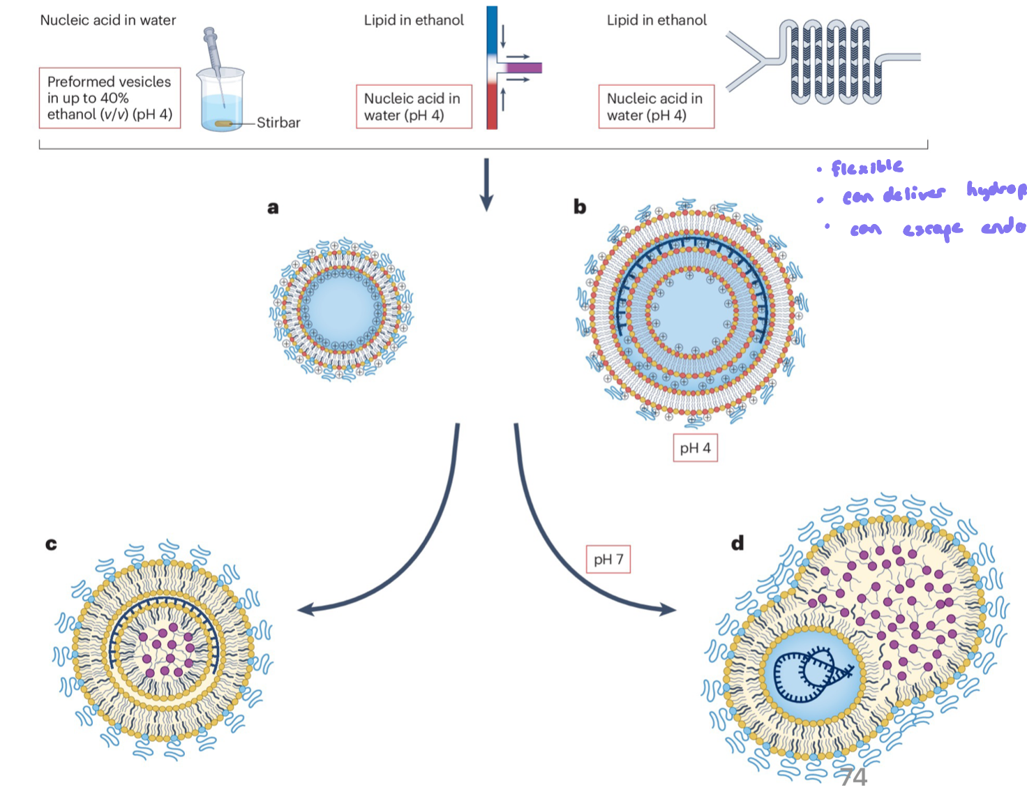<ul><li><p>lipids are dissolved in an organic solvent (eg. ethanol)</p></li><li><p>mixed rapidly with an aqueous solution containing nucleic acids (eg. mRNA)</p></li><li><p>rapid mixing triggers self-assembly into LNPs</p></li></ul><p></p>