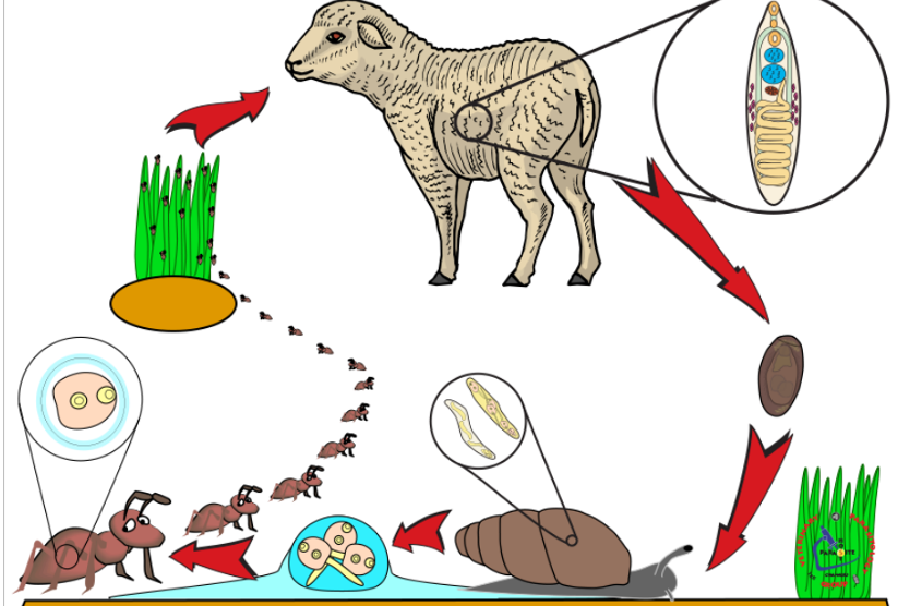 <p>Life cycle of?</p>