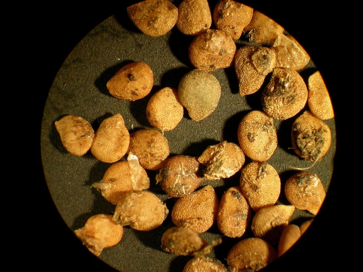 Solanum ptycanthum
