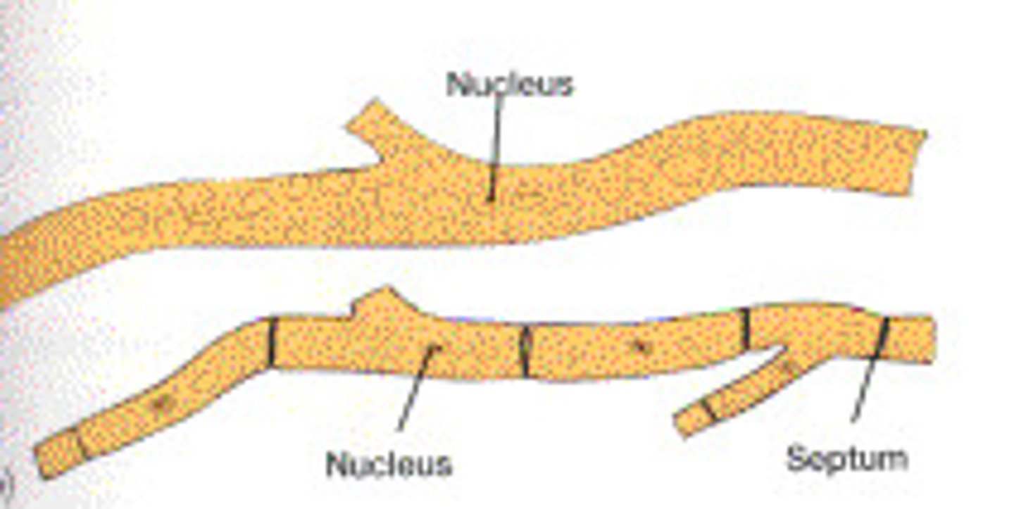 <p>Aseptate fungi consist of thread-like structures called hyphae. These hyphae are not divided up into subunits containing a single nucleus. Instead, there are long undivided sections of hypha which contain many nuclei.</p>