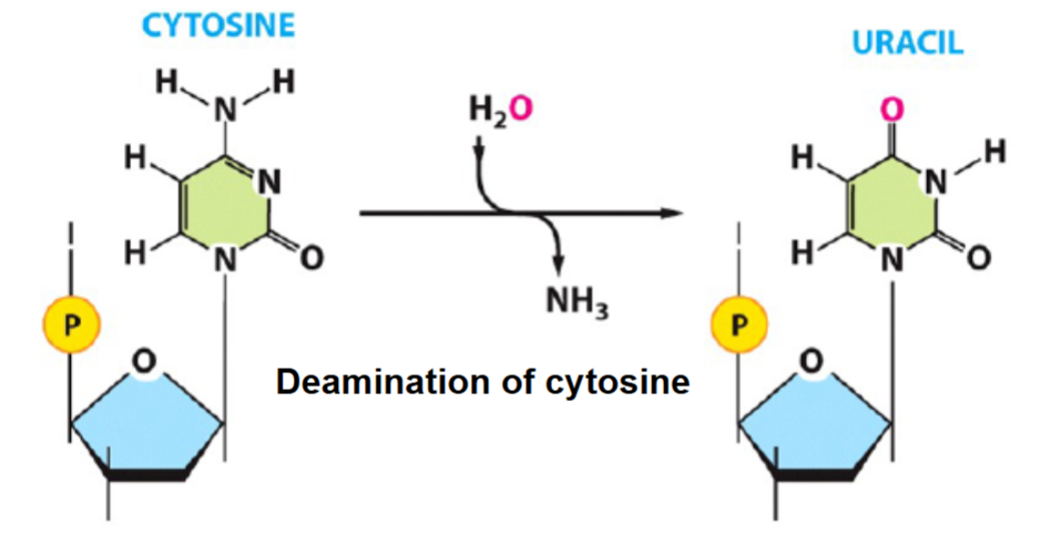 <p>What is this&nbsp;</p>