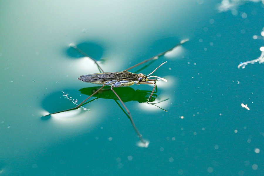 <p>Cohesion, as the water molecules at the surface of a lake, have no water molecules above them, so they tend to stick more to each other, forming a layer across the surface called surface tension</p>
