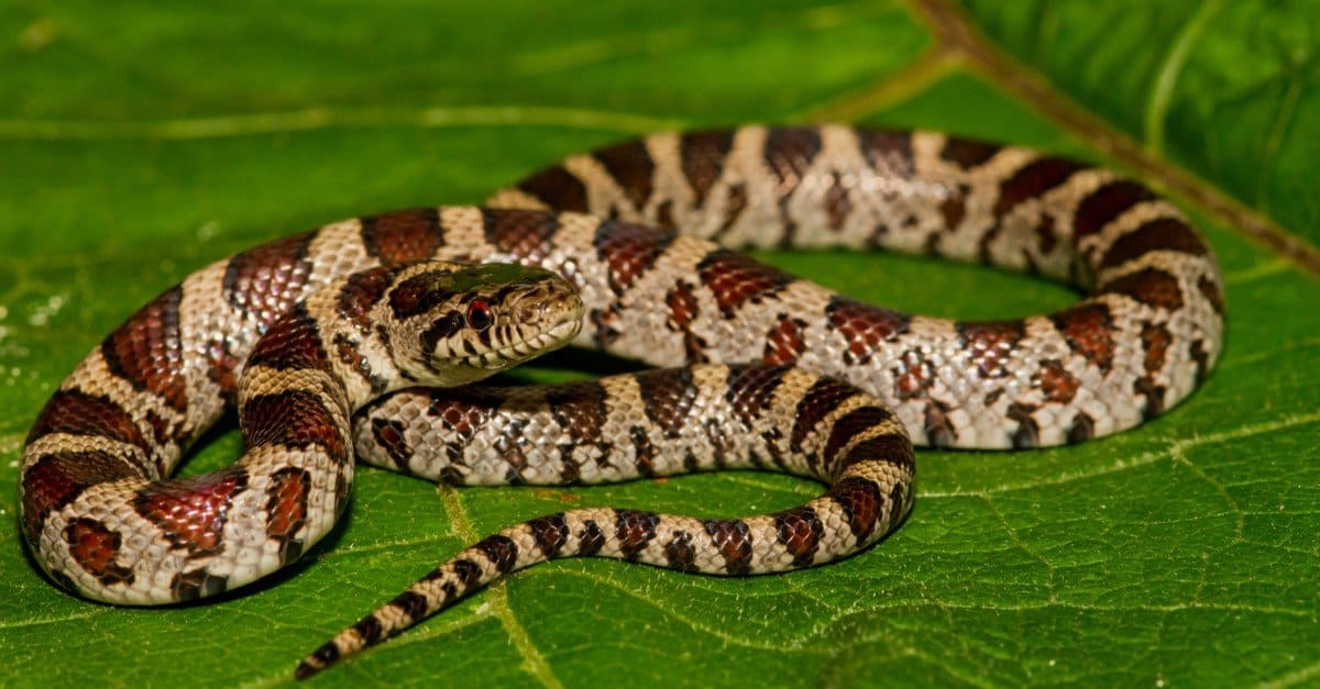 <p>Eastern milk snake</p>